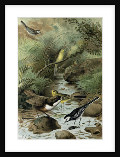 Dipper Pied Wagtail and Yellow Wagtail by Anonymous