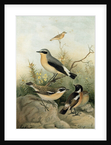 Wheatear Stonechat and Whinchat by Anonymous