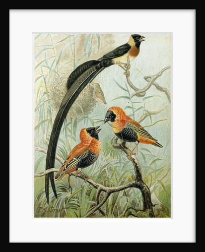 Weaver Birds by Anonymous