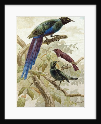 Glossy Starlings. by Anonymous