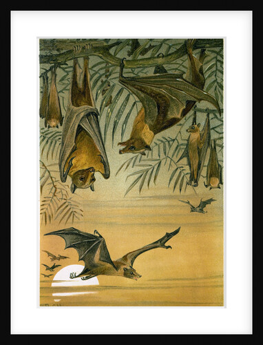 Fruit Bats by Anonymous