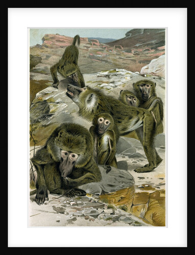 Baboons by Anonymous