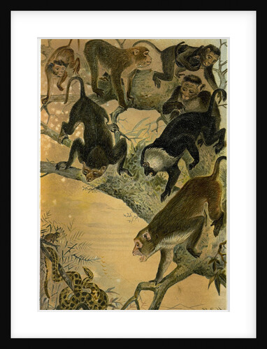 Macaques by Anonymous