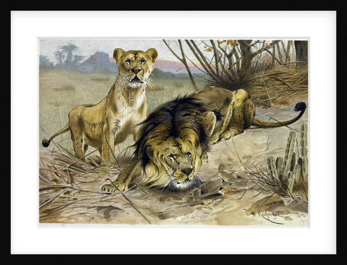 Lion and Lioness by Anonymous