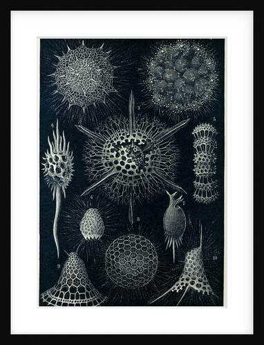 Radiolarians by Anonymous