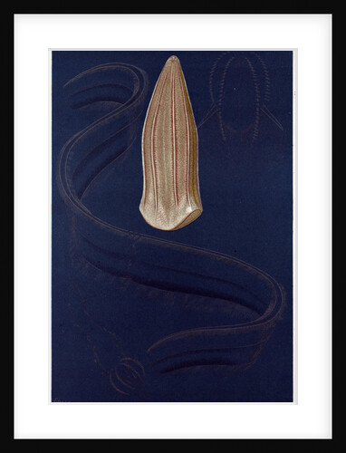 Ctenophores by Anonymous