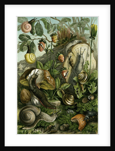 Land Molluscs or Snails and Slugs by Anonymous