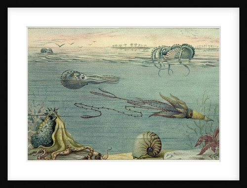 Cephalopoda by Anonymous