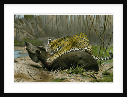 Jaguar Killing Tapir by Anonymous