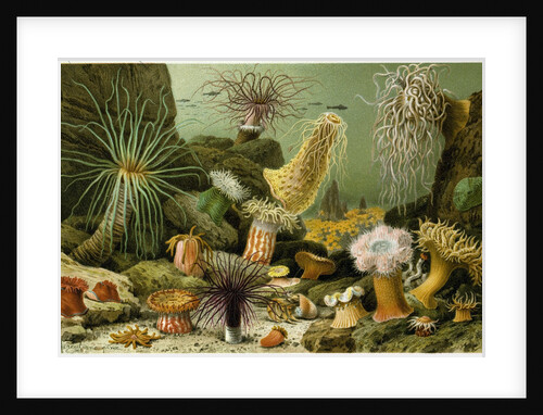 Sea Anemones by Anonymous