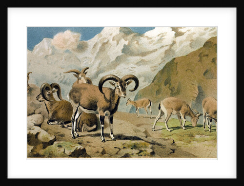 Bharal by Anonymous