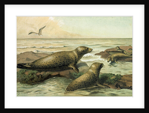 Leopard-Seal by Anonymous