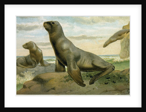 Hooker's Sea Lion by Anonymous