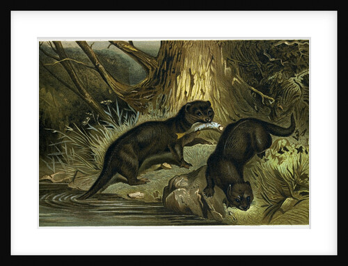 European Otter by Anonymous