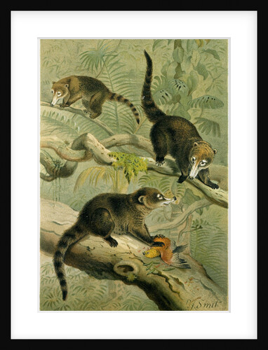 White-Nosed Coati by Anonymous