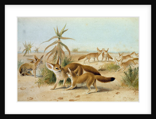 African Fennecs by Anonymous