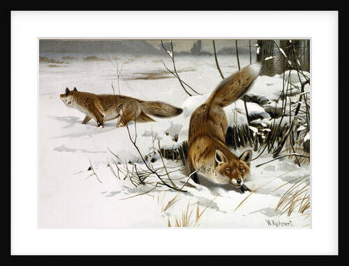 Common Fox by Anonymous