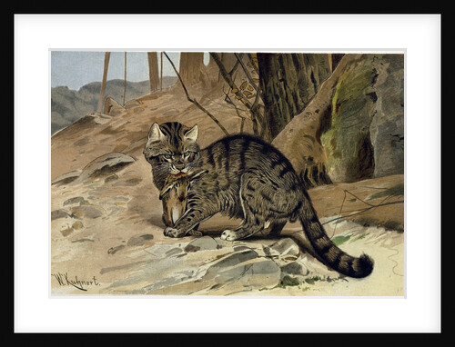 Wild Cat by Anonymous