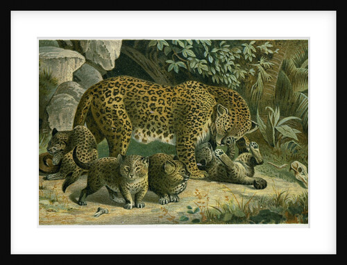 Leopard by Anonymous