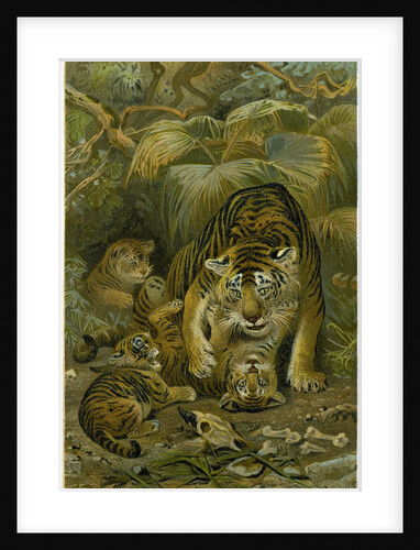 Tigress and Cubs by Anonymous