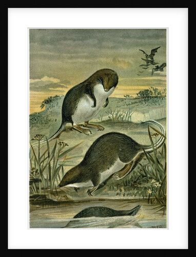 Web-Footed Shrews by Anonymous
