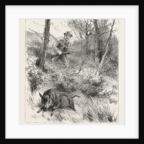 Starts a Pig While Looking for Woodcock by Anonymous