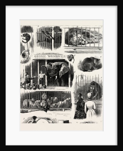 Sale of the Royal Windsor Castle Menagerie by Anonymous