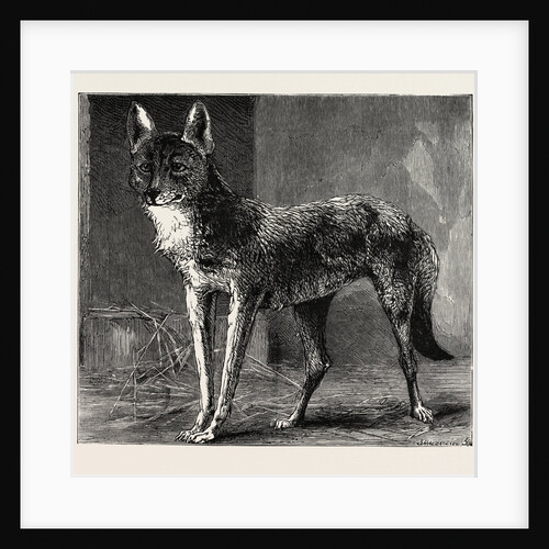 A Prairie Wolf, Caught in Epping Forest Now Being Exhibited at the Zoological Gardens by Anonymous