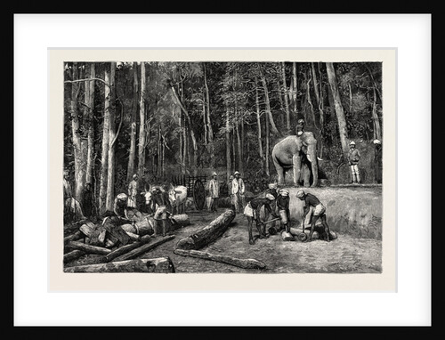 Natives Felling Timber in a Forest Perseverance Property, Gold Mining in Wynaad, India by Anonymous