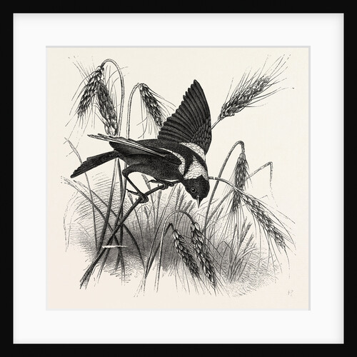 Decorative Medallion, Naturalistically Treated by Anonymous