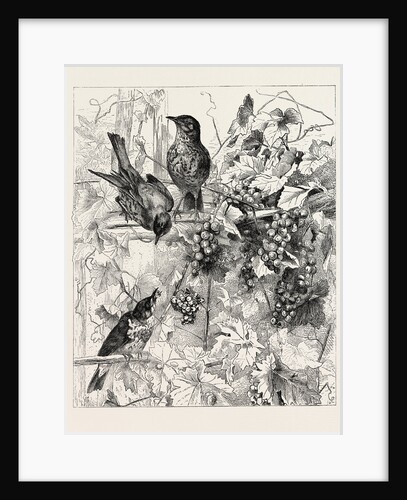 Thrushes in the Vineyard by Anonymous