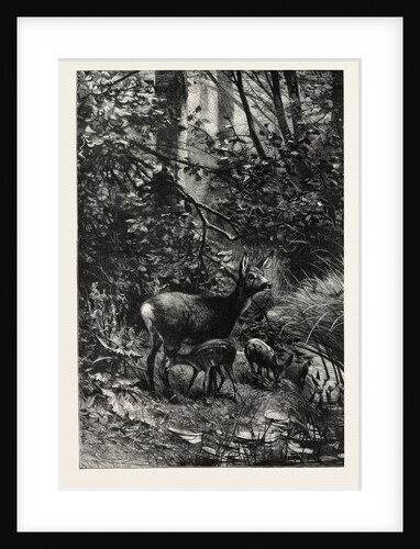 Forest Scene in Summer by Anonymous