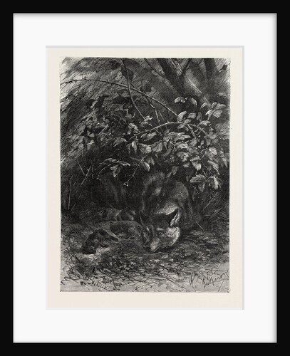 The Wolf in Its Lair by Anonymous