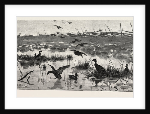 Haunts of Wild Ducks by Anonymous