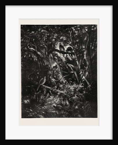 The Pheasants' Home by Anonymous