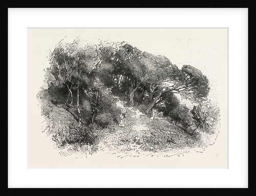 Pine Grove at Cannes, France by Anonymous