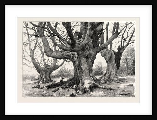 Burnham Beeches-Recently Purchased by the Corporation of London by Anonymous