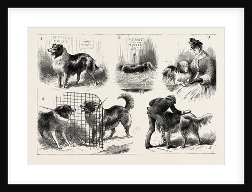 The Collie Dog Show at the Royal Aquarium, Westminster by Anonymous