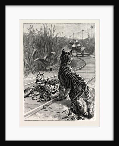 An Unexpected Danger an Engineer's Predicament in India, Tigers on the Railway Track by Anonymous