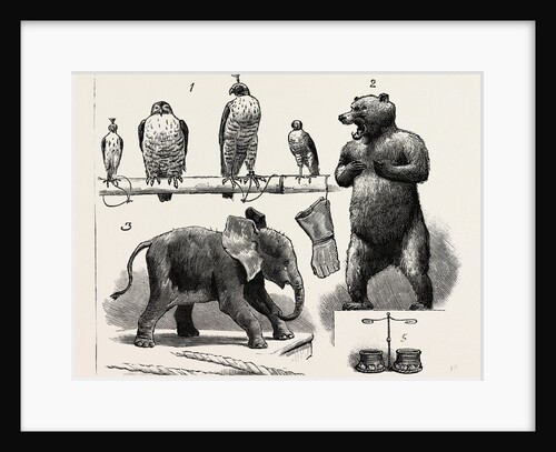 Sport Illustrated by Art at the Grosvenor Gallery, London, 4. Moose Heads (Alces Alalchis) Shot by the Earl of Lonsdale by Anonymous