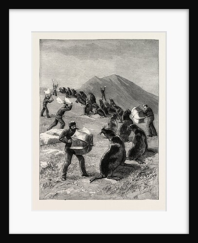 The American Fisheries Question, Driving Seals to the Killing Place, Behring's Straits, United States by Anonymous