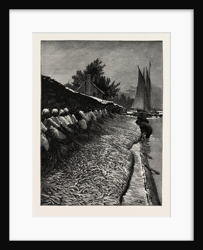 The American Fisheries Question, Shad Fishing on the Potomac, United States by Anonymous