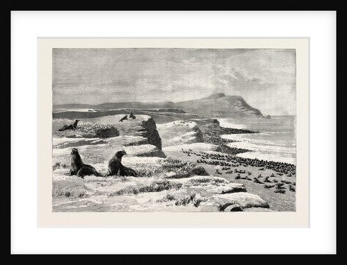 The American Fisheries Question, Fur Seal Rookery in the Pribylov Islands, United States by Anonymous