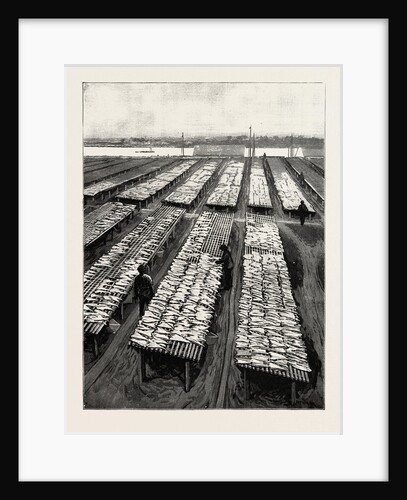 The American Fisheries Question, Cod Drying on Flakes at Gloucester, Massachusetts, United States by Anonymous