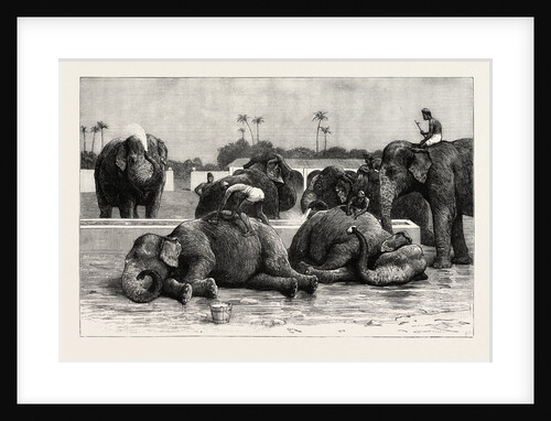 Elephants in India, the Morning Bath Before Breakfast by Anonymous