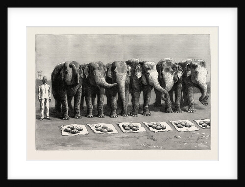 Elephants in India, Breakfast Waiting for the Word Feed by Anonymous