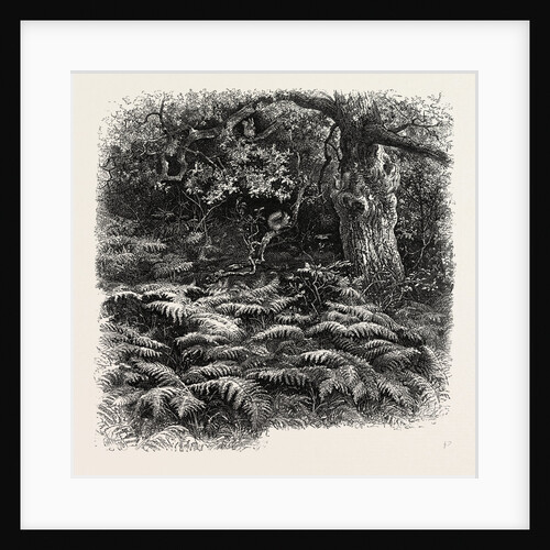At Bas Breau, Bas-Breau, the Forest of Fontainebleau, France by Anonymous