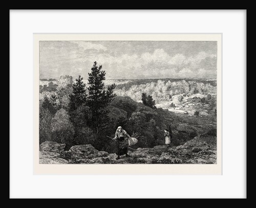 Gorge Franchard, Forest of Fontainebleau, France by Anonymous
