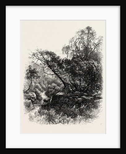 A Forest Path at Franchard, the Forest of Fontainebleau, France by Anonymous