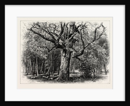Oaks at Nid D'Aigle, Forest of Fontainebleau, France by Anonymous